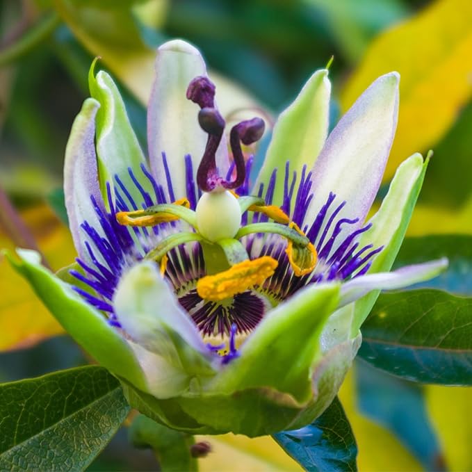 Seed Needs, Royal Blue Passion Flower Seeds - 100 Heirloom Seeds for Planting Passiflora caerulea - Open Pollinated Tropical Vine Produces Exotic Blooms (5 Packs)