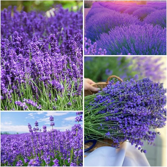 4000 Seeds Lavender Flower Seeds, 90-120 Days to Bloom, Summer Flowering, Drought-Tolerant Herb