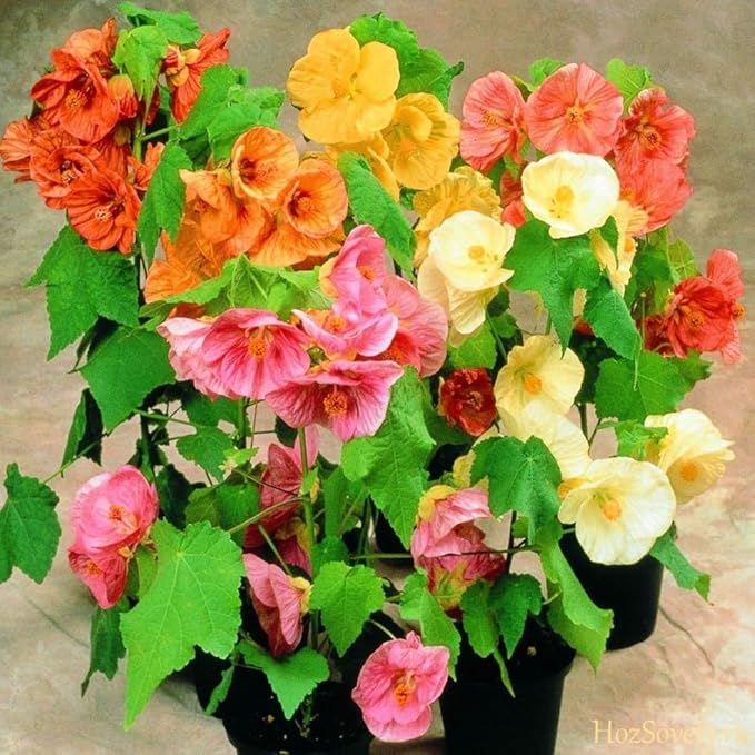 Seeds Abutilon Mix (Flowering Maple) Perennial Flowers