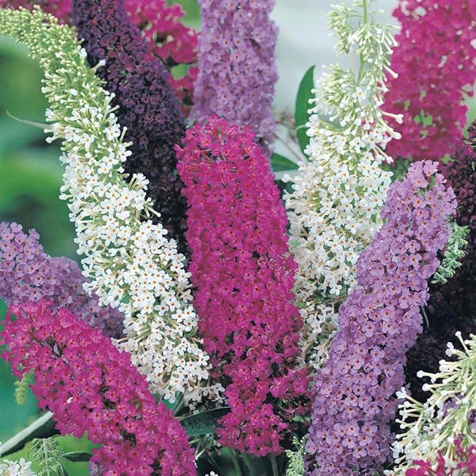 22Day Seeds: Seeds Butterfly Bush Mix/Buddleja Davidii/Perenial Flowers / 1000 Seeds per Pack