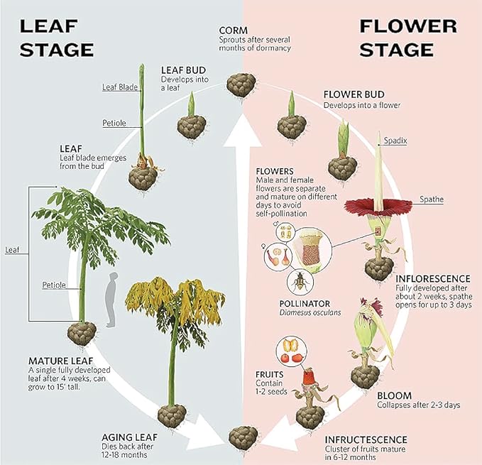 Corpse Flower - World's Largest Flower - 8+ Feet Tall - 10 Seeds - Growing Instructions are Included