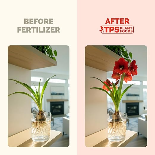 Amaryllis Fertilizer – Liquid Plant Food for Bigger Blooms, Stronger Bulb Development & Vibrant Flower Color, 32 oz