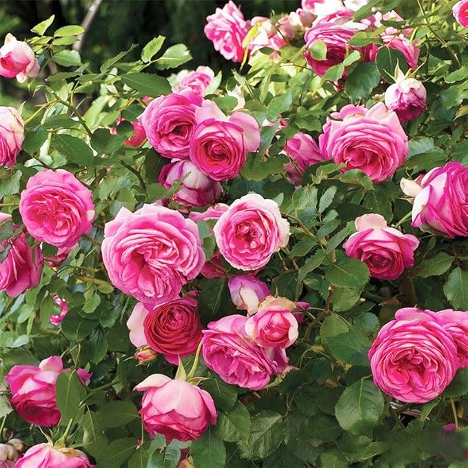 400+ Perennial Climbing Rose Seeds for Planting in Your Home Garden-Non-GMO Heirloom Plant Seeds Garden Outdoor