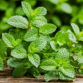 2 Peppermint Live Plants, Peppermint Herbs Plants, 4-6 Inch Herb Starter Plants, Bare Root, Fragrant Leaves