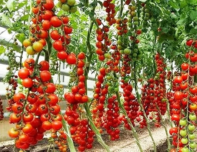 Seeds Vine Tomato - Giant - Heirloom Vegetable - GMO Free