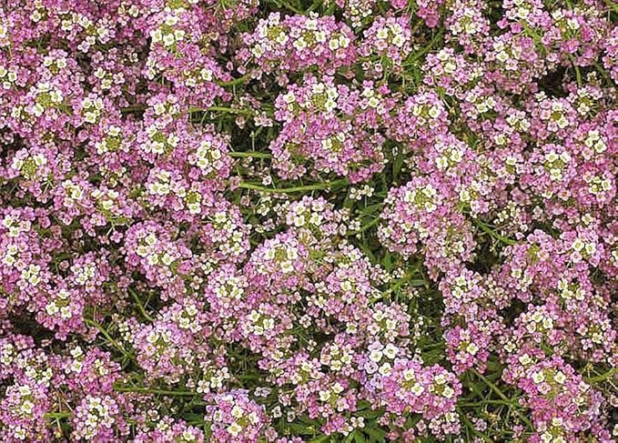8000 Sweet Alyssum Seeds - Carpet of Snow - Great Ground Cover