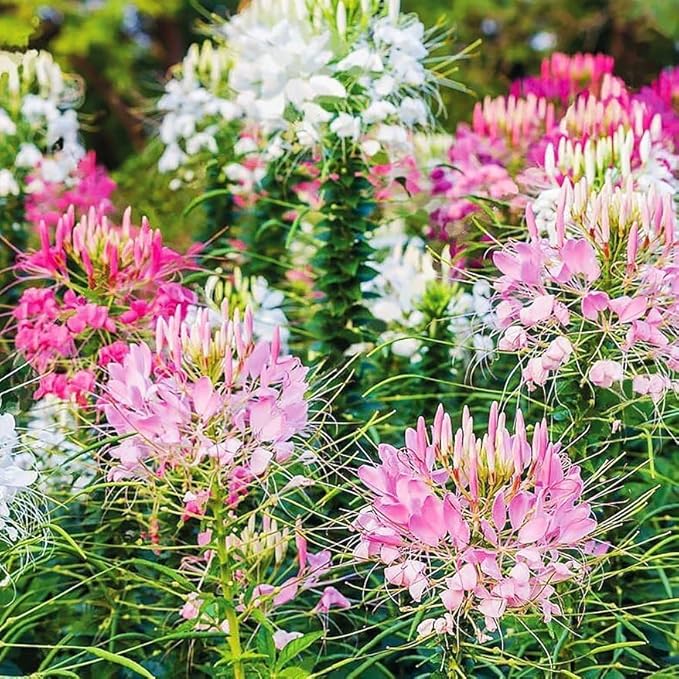 Spider Flower Seeds (Cleome) 5000pcs– Annual Garden Flowers, Non-GMO, Easy to Grow, Beautiful Blooms for Outdoor Planting & Cut Flowers