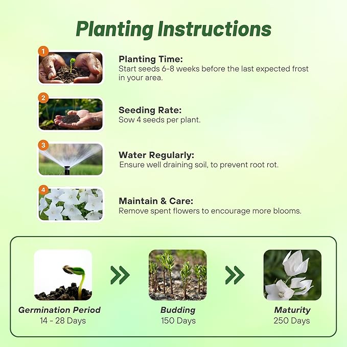 Outsidepride White Balloon Flower Seeds for Planting – 2000 Pcs Perennial, Drought-Tolerant, Easy to Grow, Low Maintenance, Pollinator-Friendly, Star-Shaped Blooms for Outdoor Gardens and Borders