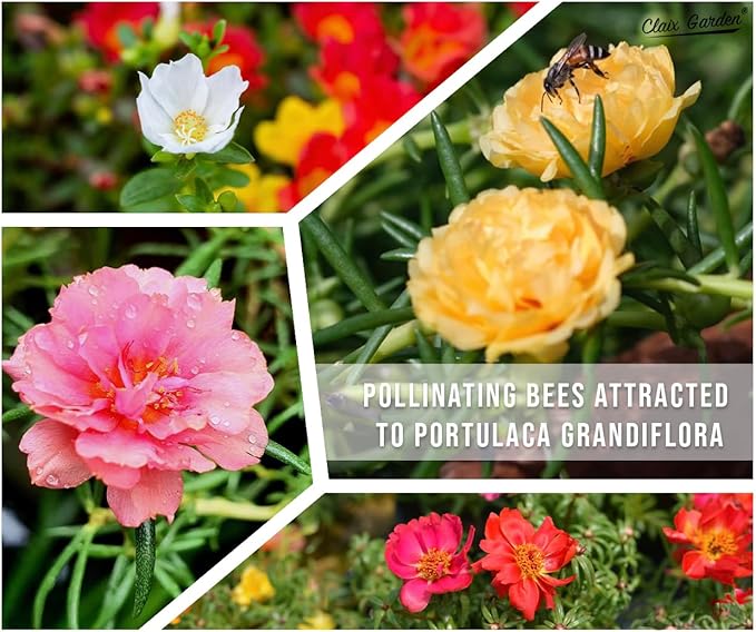 Moss Rose - Portulaca Grandiflora - 5,000+ Seeds - Mixed Colors, Heirloom, Non-GMO, Excellent for Pollinators, Annual - Vibrant Flowers with Heat & Drought Tolerance for Any Home Garden