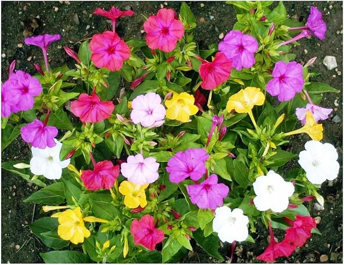 Seeds Four O'clock Mix Mirabilis - Annual Flowers for Planting