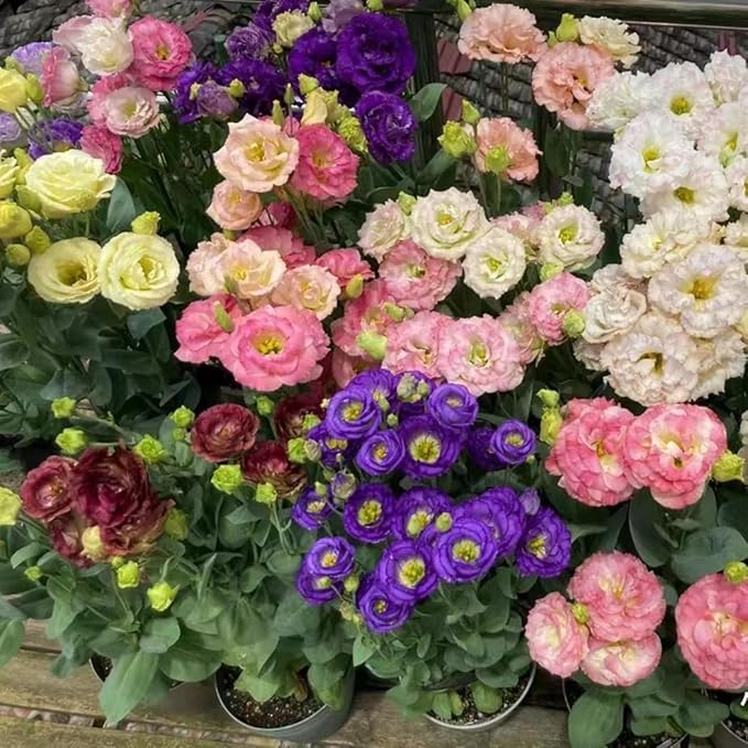 Exotic Lisianthus Flower Seeds – 25pcs Mixed Double Bloom Lisianthus Seeds, Annual Ornamental Flowers, Easy to Plant, Non-GMO for Garden & Pots