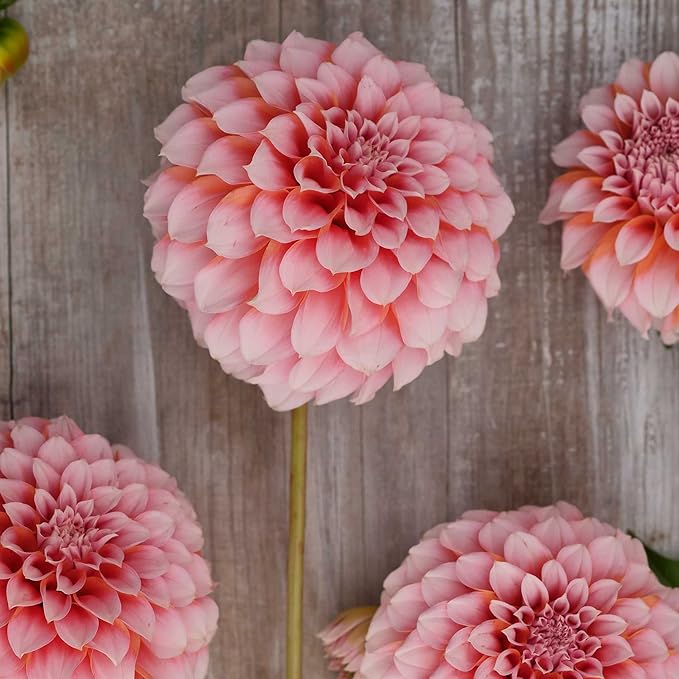 Eden Brothers Dahlia Bulbs (Decorative) - Peaches, Non-GMO Bulbs for Planting, 2 Bulbs | Low-Maintenance Flower Bulbs, Plant During Spring, Zones 8, 9, 10, 11