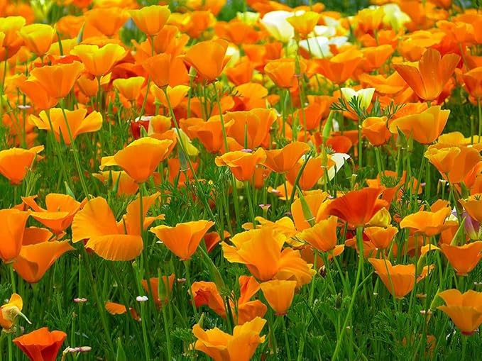 California Splendid Mix of California Poppy Seeds - Approximately 6,000 Seeds - Non GMO