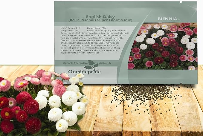 Outsidepride Mix Bellis English Daisy Seeds for Planting - 5000 Pcs Biennial, Self-Seeding, Compact Flower Seeds with Button-Like Blooms, Ideal for Container Arrangements, Beds & Garden Borders