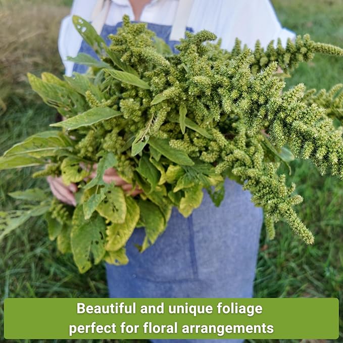 Sow Right Seeds - Amaranth Seed Collection for Planting - Non-GMO Heirloom Varieties to Grow an Outdoor Home Garden - Red & Green Garnet, Bronze, Love Lies Bleeding - Striking Cut Flowers