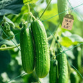 2 Pack Trellis Netting for Climbing Plants, 16.4' x 6.6' Heavy Duty Garden Trellis Netting Plant Support Netting Outdoor Grow Net for Vines, Fruits, Vegetables