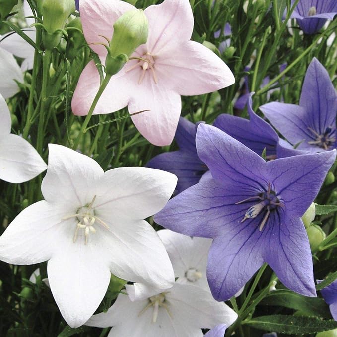 KIRA SEEDS - Seeds Balloon Flower Mix - Chinese Bellflower Platycodon - Annual Flowers for Planting