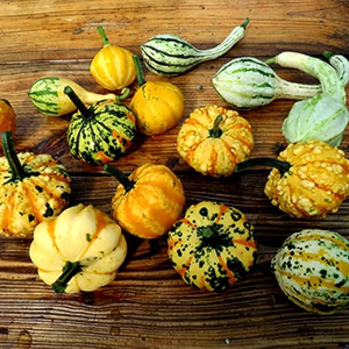 Decorative Pumpkin Seed Mix Ornamental Squash Gourd Mix 10 Non-GMO Seeds for Planting