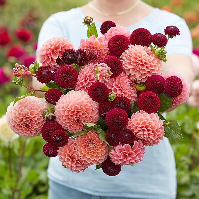 Eden Brothers Dahlia Bulbs - Opposites Attract Duo