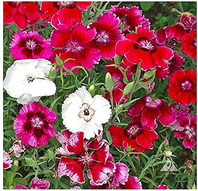 Baby Doll Dianthus Seeds - 2000 Seeds