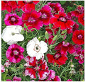 Baby Doll Dianthus Seeds - 2000 Seeds