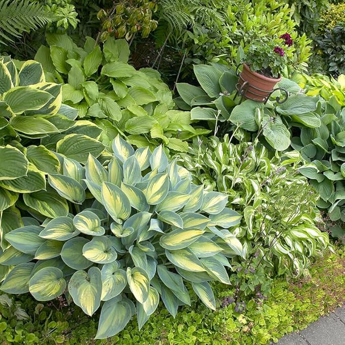 6-Pack Mixed Hosta Root Value Bag | Vibrant Variety for Beautiful Summer Perennial Gardens - Shade or Part Sun Loving - Low Maintenance Easy to Grow