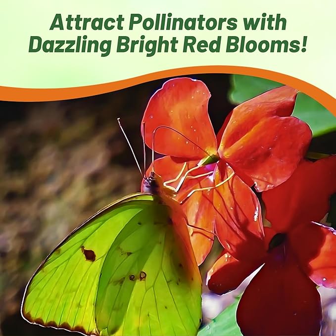 Outsidepride Beacon Red Bright Impatiens Flower Seeds - 75 Pcs Annual, Compact & Pollinator Friendly, Impatiens Seeds for Planting w/Vibrant, Abundant Blooms for Shade Gardens & Container Displays