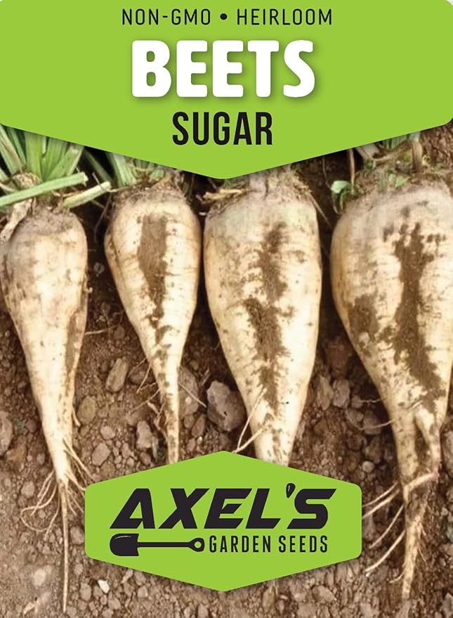Sugar Beet Seeds for Planting – Plant & Grow Heirloom Sugar Beets in Home Outdoor Vegetable Garden, Beta vulgaris – 3 Packets