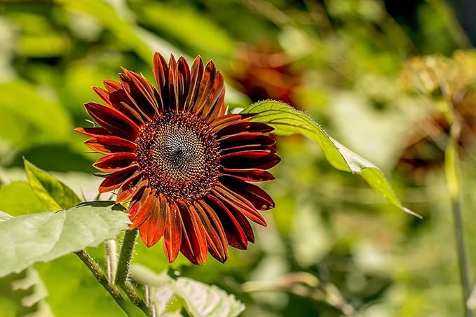 500+ Mixed Sunflower Seeds for Planting (17+ Varieties, Crazy Mixture), Indoor & Outdoor, Bulk Pack, Heirloom, Non-GMO, Attracts Butterflies & Bees
