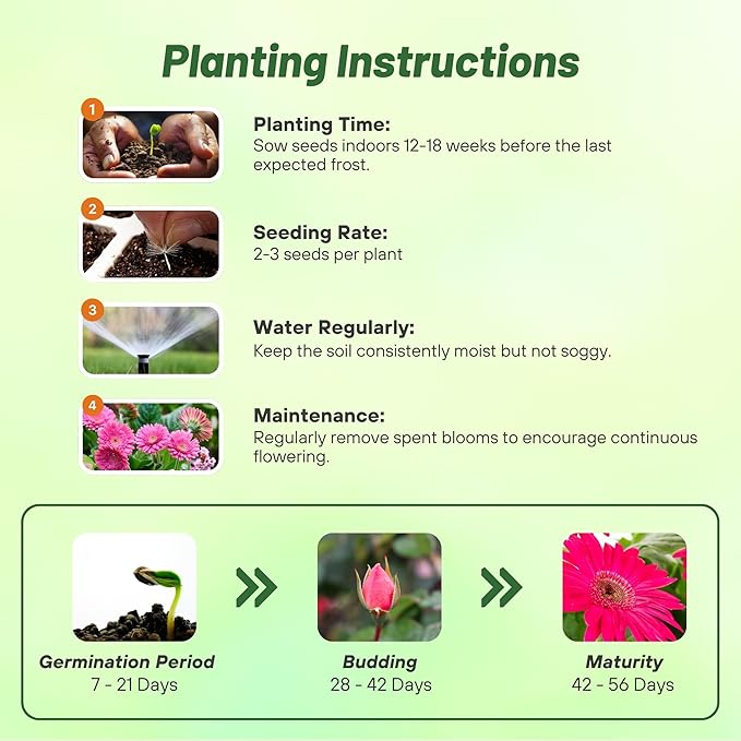 Outsidepride Pink Gerbera Seeds - 10 Pcs Perennial, Compact & Low Maintenance, Flower Seeds for Planting w/Vibrant Green Centered, Pink Blooms, Ideal for Garden Landscaping & Cut Flower Arrangements