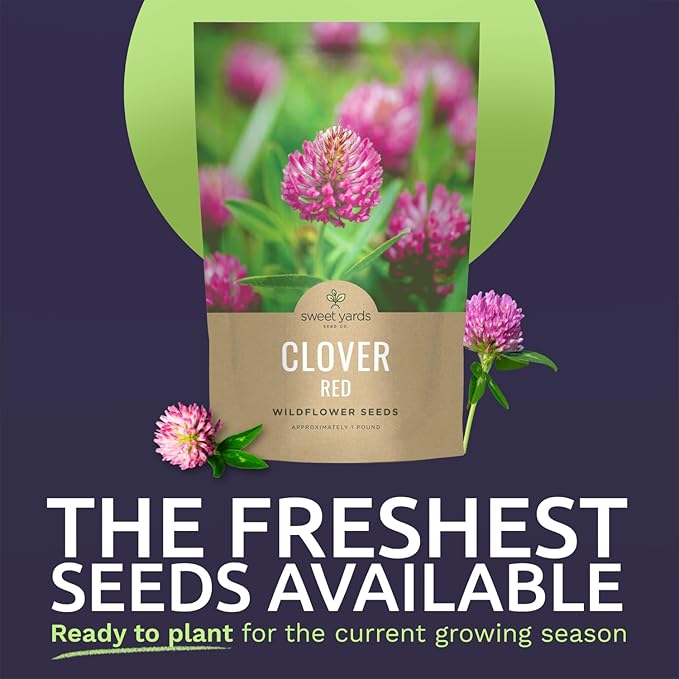 Red Clover - Bulk 1 Pound Pouch - 240,000 Flower Seeds for Planting - Trifolium pratense