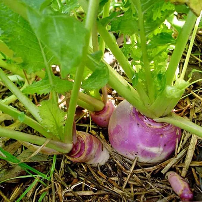 Purple Top White Globe Turnip Seeds,50 Count COOL BEANS N SPROUTS Brand. Heirloom. Non-GMO. Home Gardening.