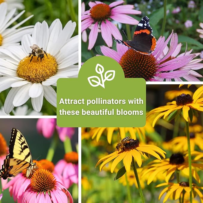 Sow Right Seeds - Perennial Three Flower Garden Seed Collection for Planting - Black-Eyed Susan, Shasta Daisy, Purple Coneflower - Non-GMO Heirloom Packets Home Gardening - Attract Local Pollinators