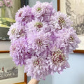 Pincushion Flower Seed for Planting, 300+ Scabiosa Seeds, Perennial Flower Plants, Non-GMO Heirloom Scabiosa Seed for Home Garden