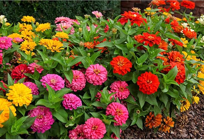 400+ California Giant Zinnia Seeds for 2026, Large Bloom - USA Made - Non GMO - Heirloom Zinnia Elegans, Easy to Grow Vibrant Summer Mix for Pollinator Gardens and Beginners