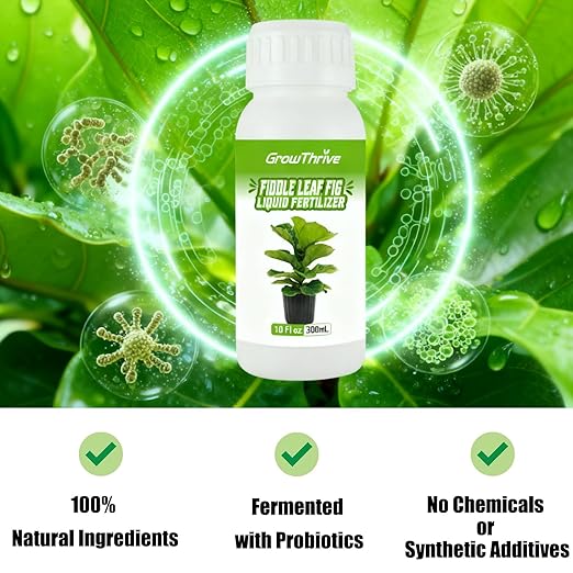 Organic Fiddle Leaf Fig Fertilizer Liquid - 10oz Microbial Probiotic Plant Food for Ficus Lyrata - Promotes Roots & Greener Leaves