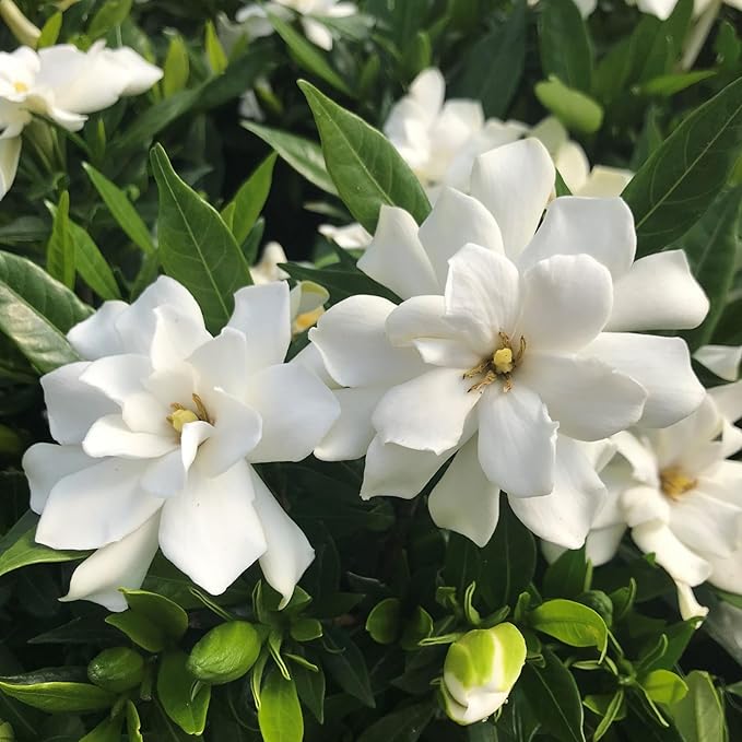 300+ Gardenia Jasminoides Seed Cape Jasmine Climber Vine Lovely White Flowers Highly Fragrant Spectacular Display