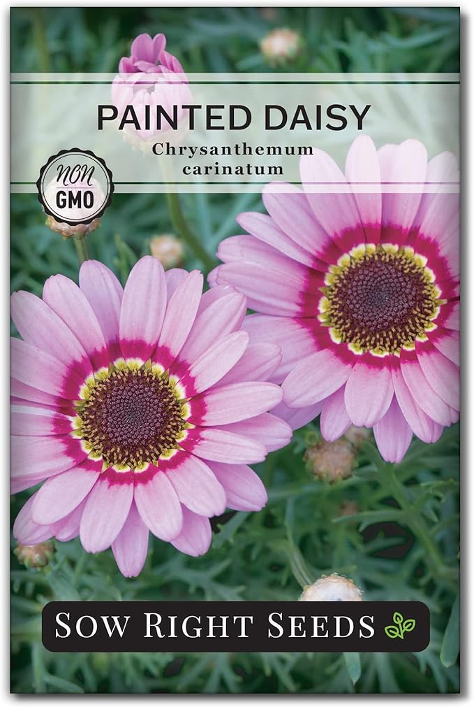 Sow Right Seeds - Painted Daisy Seeds for Planting - Non-GMO Heirloom Seeds Packet with Instructions - Wonderful Pink Blooms to Attract Pollinators - Cut and Come Again - Rare and Attractive (1)
