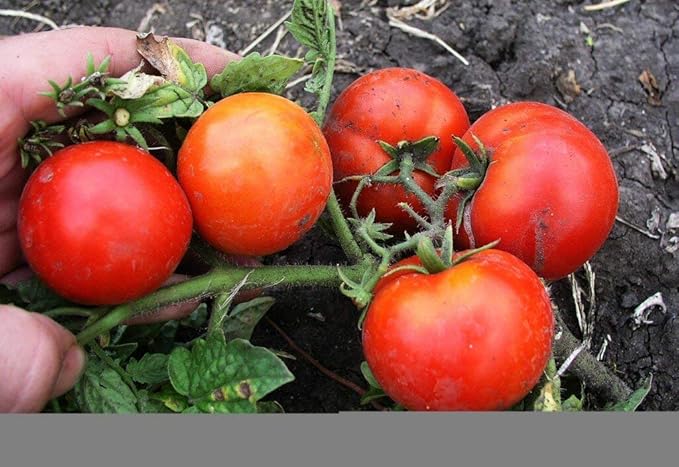 Seeds Vegetable Tomato Glory Red - 25 Seeds