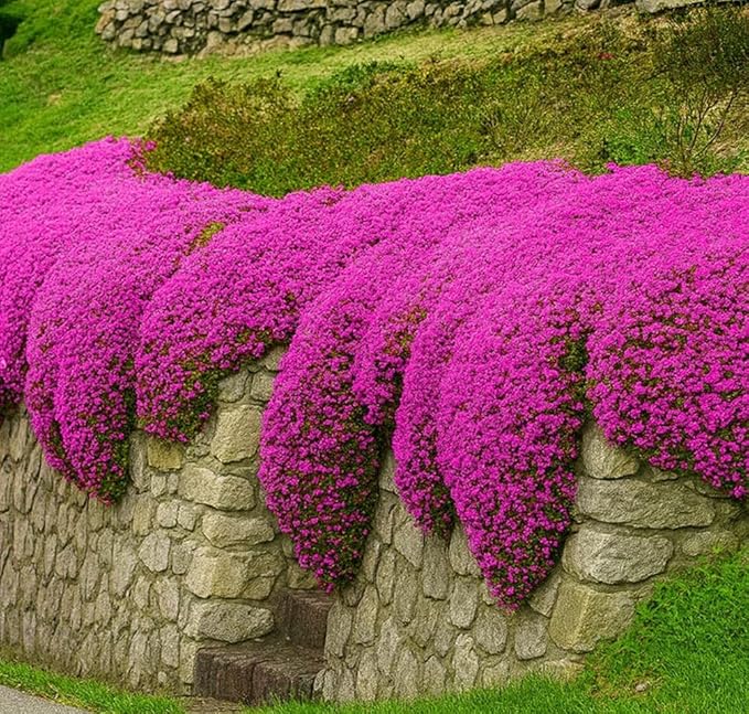 1500+ Creeping Thyme Seeds Purple Pink Ground Cover Heirloom, Non-GMO, Perennial