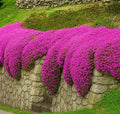 1500+ Creeping Thyme Seeds Purple Pink Ground Cover Heirloom, Non-GMO, Perennial