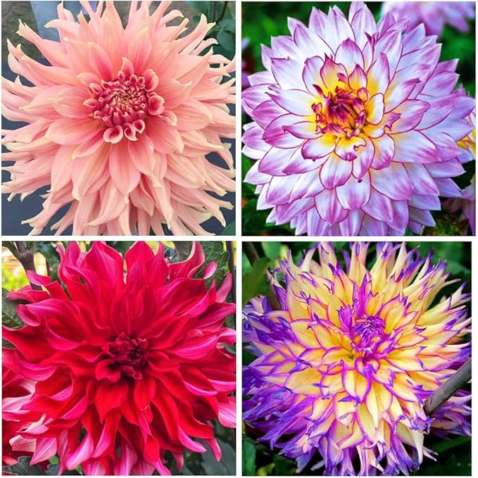 400+Perennial Mixed Dahlia Pompon Flower Seeds for Planting Ourdoor Beautiful Heirloom