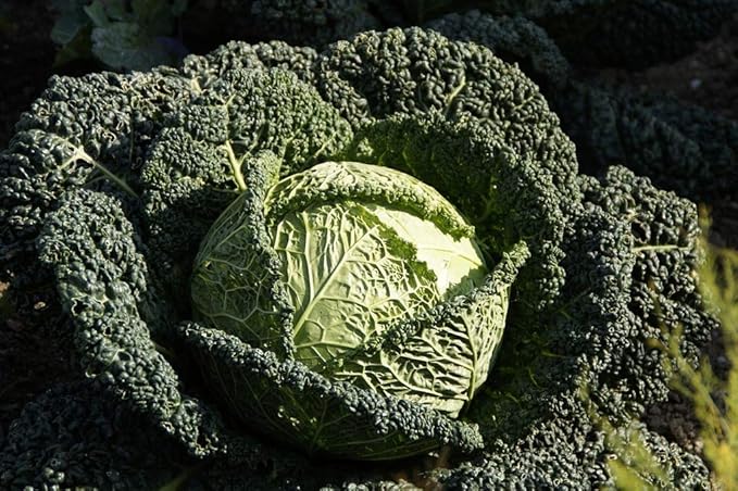 Seeds Savoy Cabbage Vertus Beautiful Heirloom Vegetable for Planting Non GMO