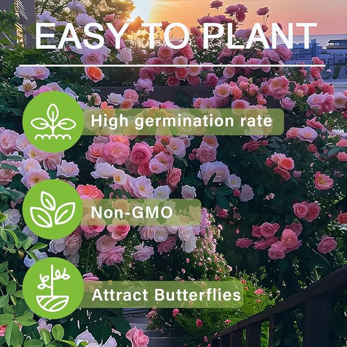 250+ Mix Climbing Roses Flowers Seeds -Rose Bushes Vine Climber Rose Seeds for Planting Outdoors-High Germination Rate Ornamental Your Garden