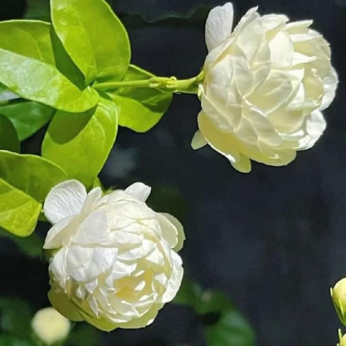 Mixrug 150pcs Mix Jasmine Flower Seeds for Planting, Perennial Fragrant Climbing Jasmine Flower Seeds Plants, Non-GMO Heirloom Beauty Windmill Climber Flowers in Home Garden Outdoors