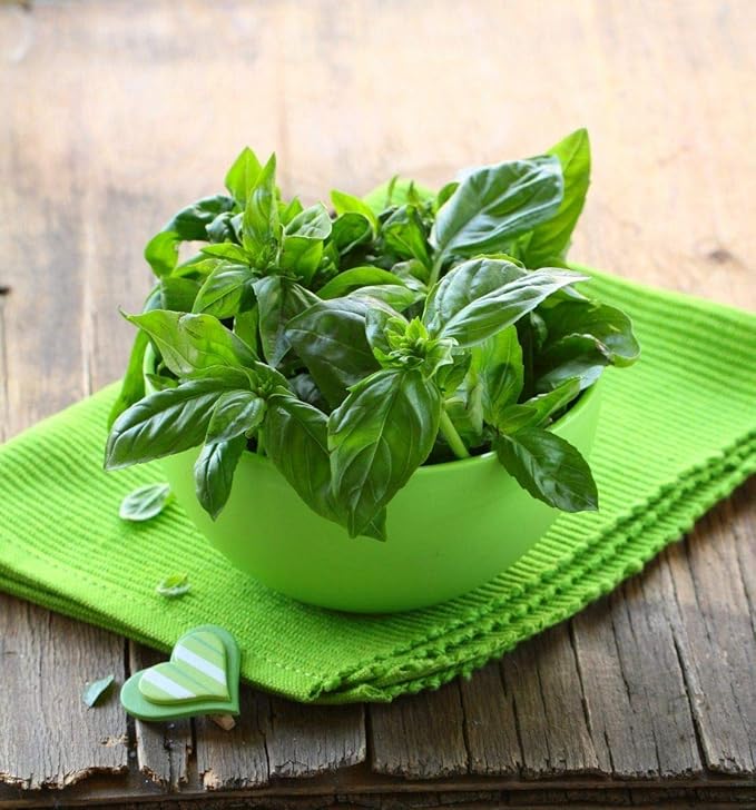 Seeds Indoor Basil Green Herb Heirloom for Planting Non GMO
