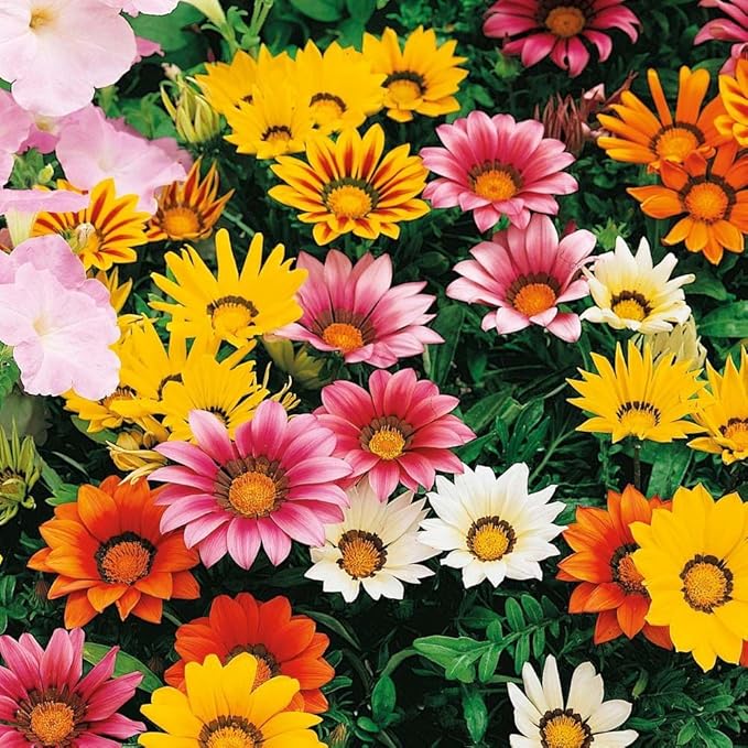 100+ Gazania Seeds Ground Cover for Planting Outdoor-Gazania Splendens Seeds Heat & Drought Tolerant Garden Flower