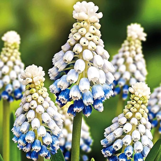 Muscari Mix Bulbs - Perennial Muscari Mixture Grape Hyacinth | Fragrant and Narrow Strap Shaped Flowers - Size 8-9 cm (10 Bulbs)