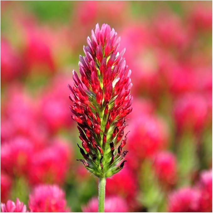 Seed Needs Clover Seeds Crimson Clover Ground Cover | 12,000+ Seeds Trifolium Incarnatum Annual Flower | Bulk Resealable Pounch of Clover Seed | Blooms Attract Pollinators