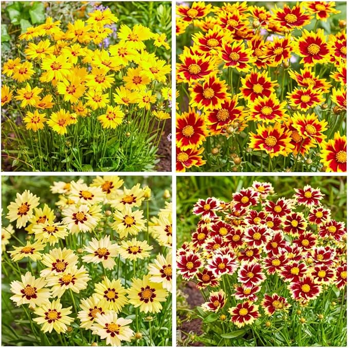 200+Coreopsis Flower Seeds for Planting Outdoor- Perennial Coreopsis Plains Seeds Plant to Wildflower Garden- Non-GMO Heirloom